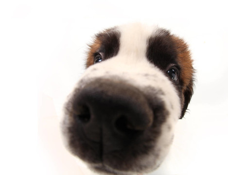 圣Bernard Puppy的好奇心