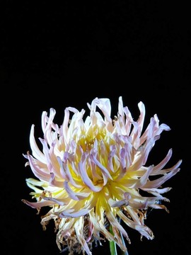 大麗花。Flower。