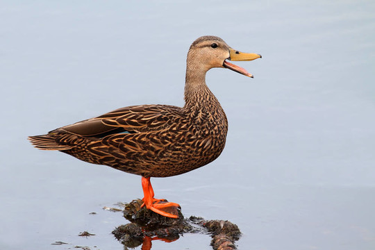 Male Mottled Duck在佛羅里達州的沼澤地