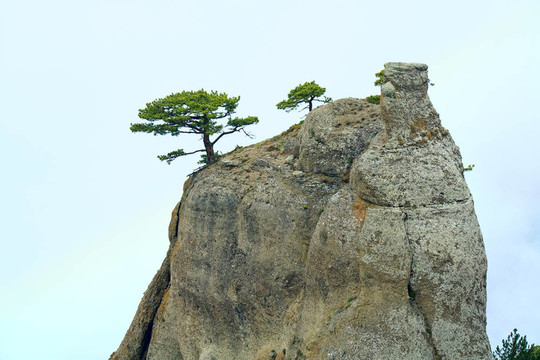 岩石上的树顶