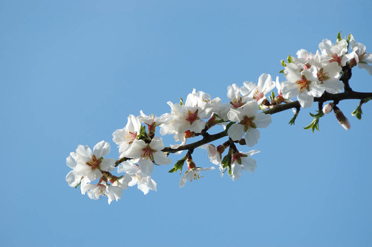 春天的樱花盛开的花卉特写-背景