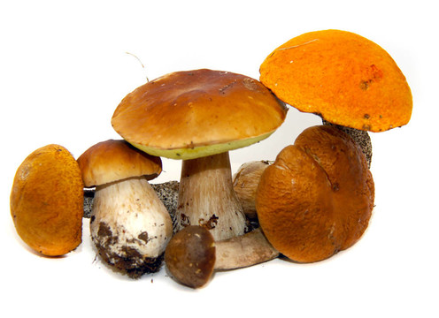 牛肝菌（Boletus edulis）又名牛肝菌或一包白色隔離