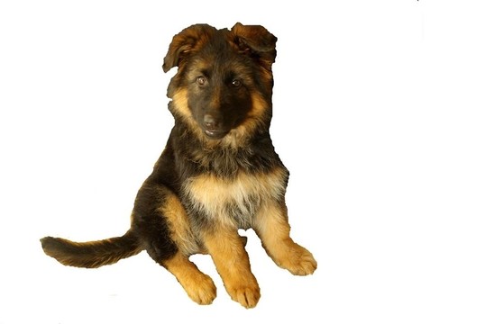 德國牧羊犬