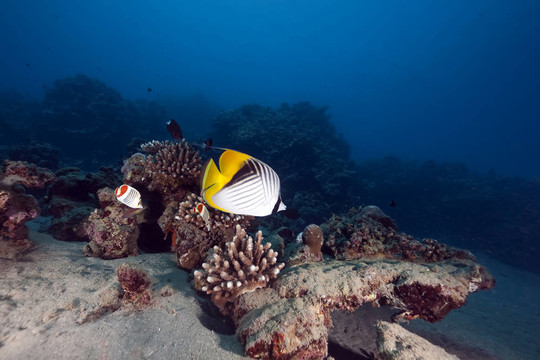 蝴蝶魚和海洋