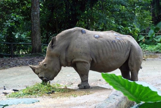 在動(dòng)物園的河馬