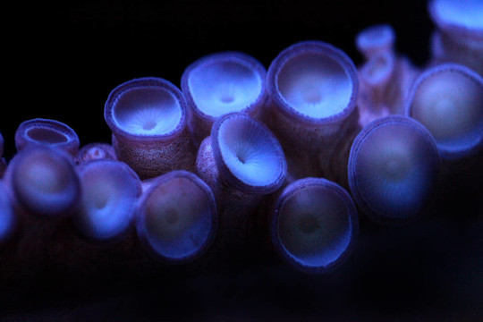 水下極端水深章魚(yú)觸角
