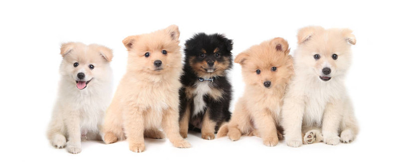 博美犬幼犬列隊在白色背景