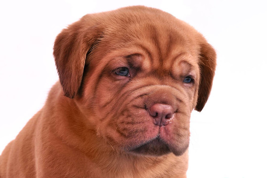 波爾多獒犬小狗的肖像