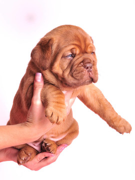 1個(gè)月大的波爾多獒犬的小狗在女人的手