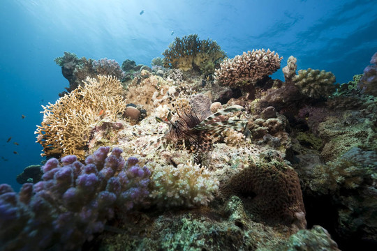 獅子魚和海洋