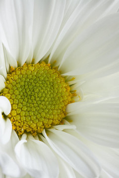 White Daisy特寫