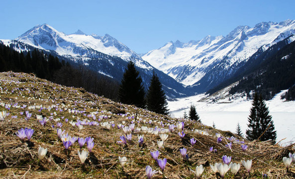 一個(gè)美麗的山區(qū)景觀與花卉草甸的前景。