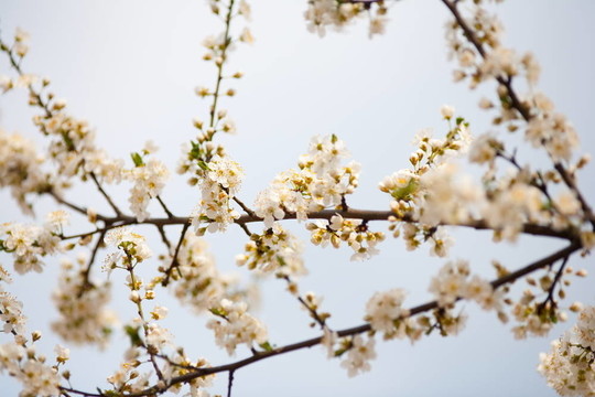 櫻桃枝和花