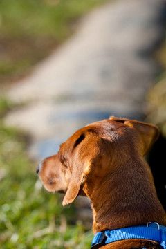 小型臘腸犬不看鏡頭