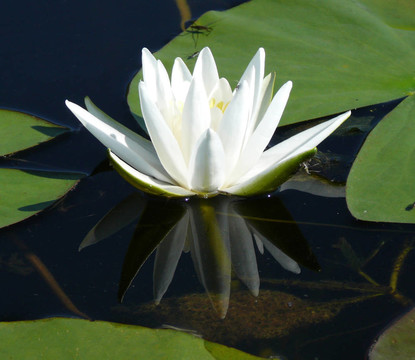 水百合