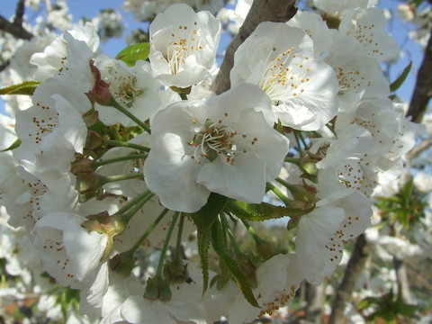 La Flor Del塞雷佐。櫻桃樹