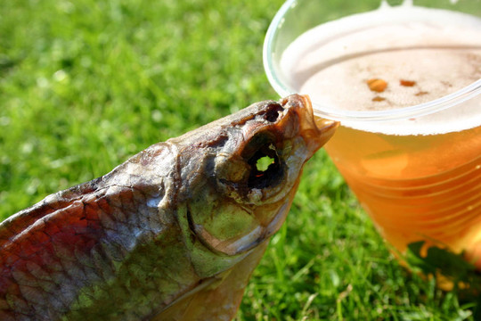 小啤酒魚。