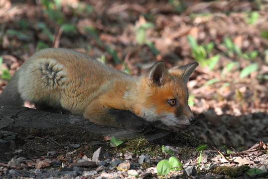 紅色的Fox Kit