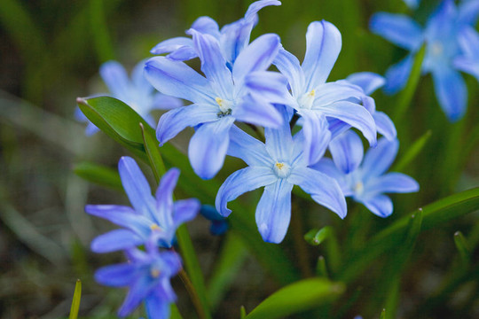 第一個(gè)春天的花朵