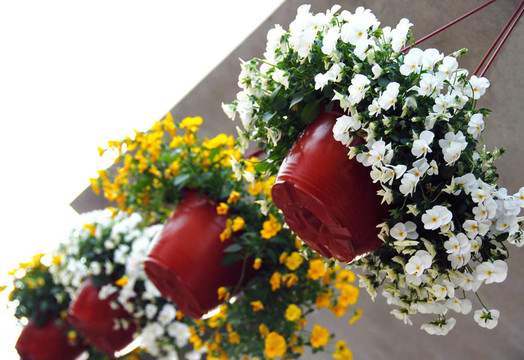 紫百合掛花盆