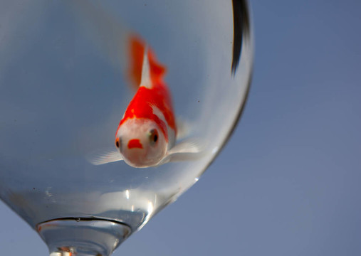 酒杯里的金魚
