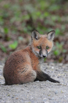 紅色的Fox Kit