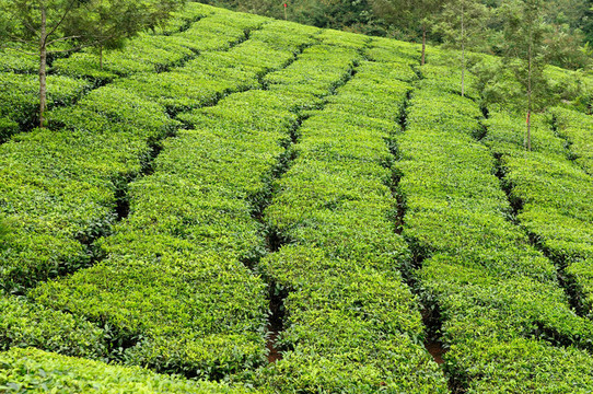 茶產業(yè)