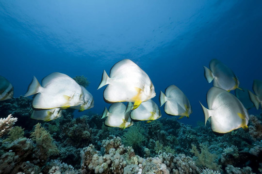圓形魚和海洋