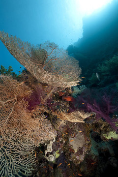 沙鷗；海洋魚類