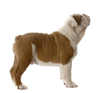 斗牛犬