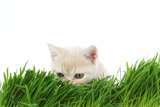 猫在草