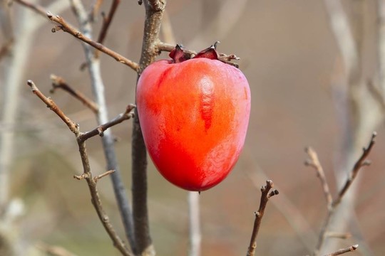 樹(shù)上的柿子
