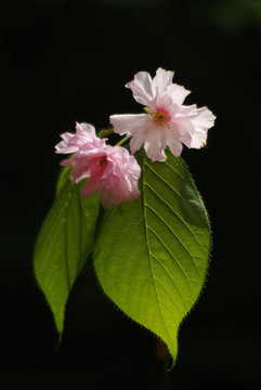 櫻色花壇