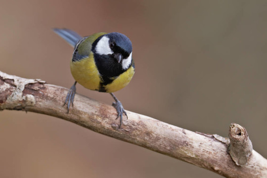 大山雀Parus major；