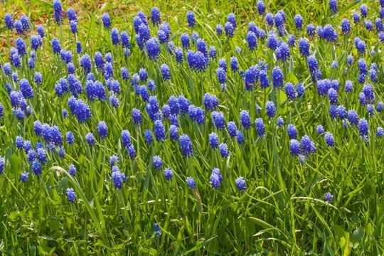 Flowers muscari。