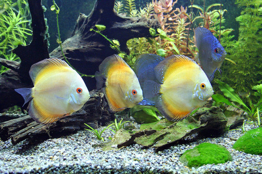 藍(lán)色和橙色鐵餅水族館魚(yú)