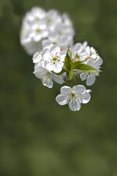 櫻花