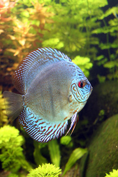 藍鐵餅水族魚