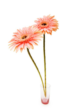 Gerber daisy孤立在白色背景