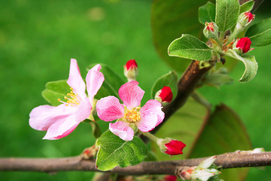 蘋果花