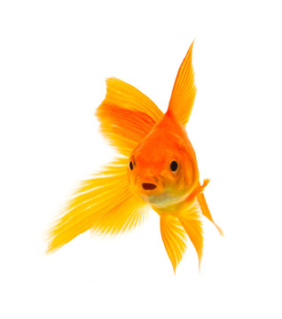 金魚