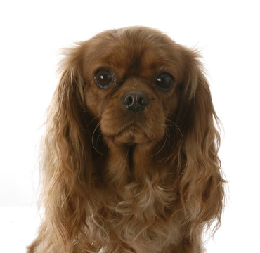 查理士王小獵犬