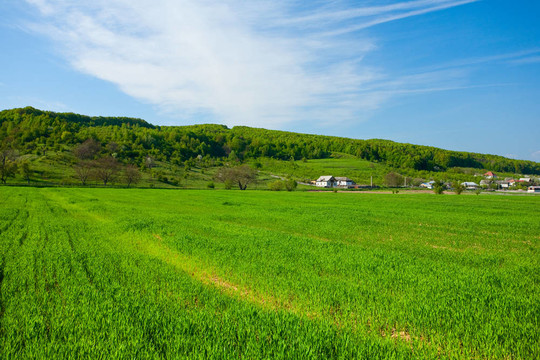 小麥田