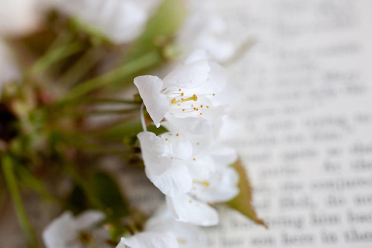 櫻花和書