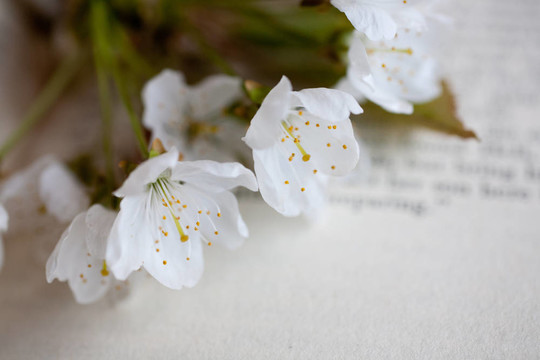櫻花和書