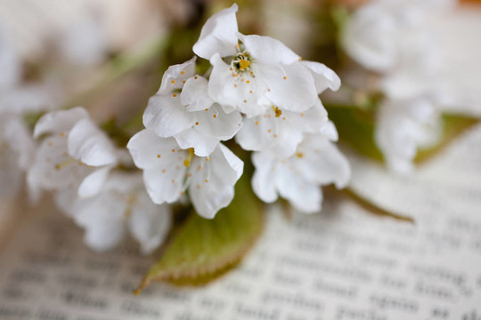 櫻花和書