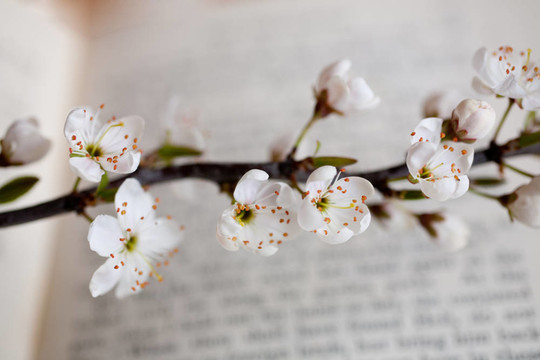 櫻花和書