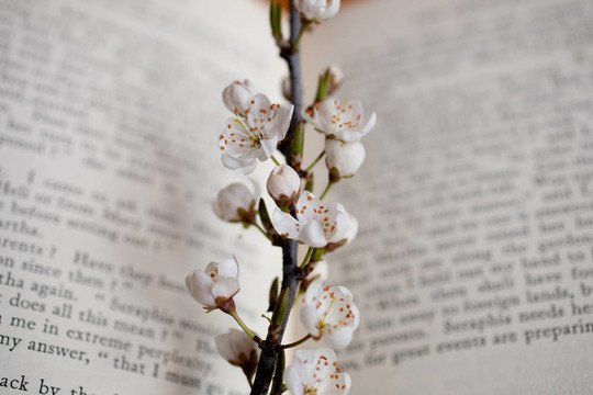 櫻花和書
