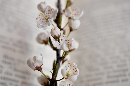櫻花和書