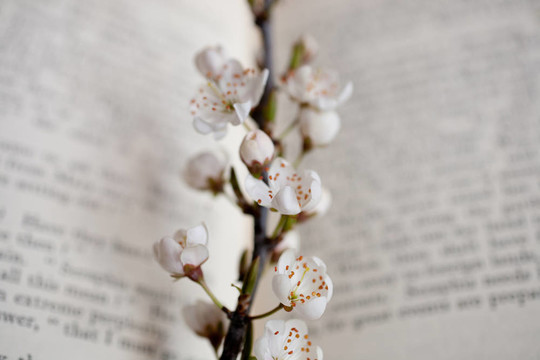 櫻花和書